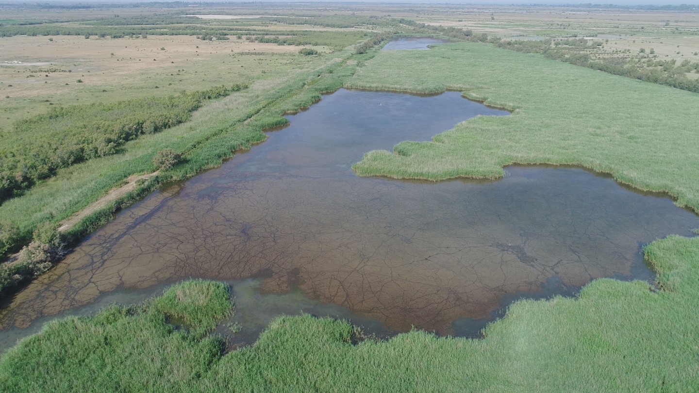 Roselière de l'étang du Pesquier vue du ciel (drône), juin 2019, © A.Arnaud Tour du Valat DJI_0152