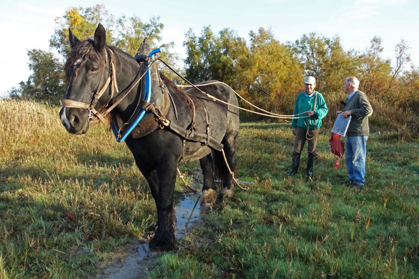 portfolio_chantier-cheval-crFMesleard