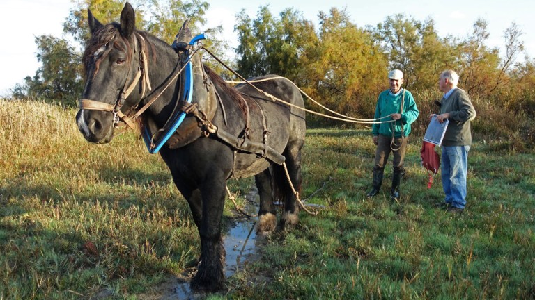 portfolio_chantier-cheval-crFMesleard